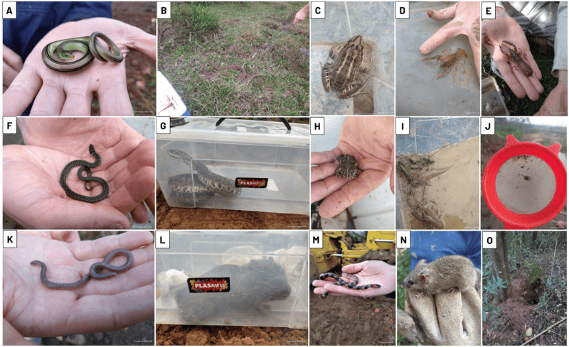 Laudos de Fauna e Flora no Rio Grande do Sul: Rigor Técnico e Responsabilidade Ambiental Laudos de Fauna e Flora no Rio Grande do Sul: Rigor Técnico e Responsabilidade Ambiental